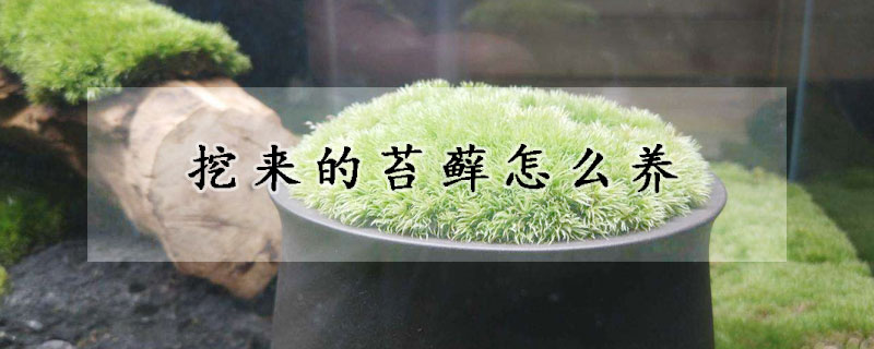 挖來的苔蘚怎麼養