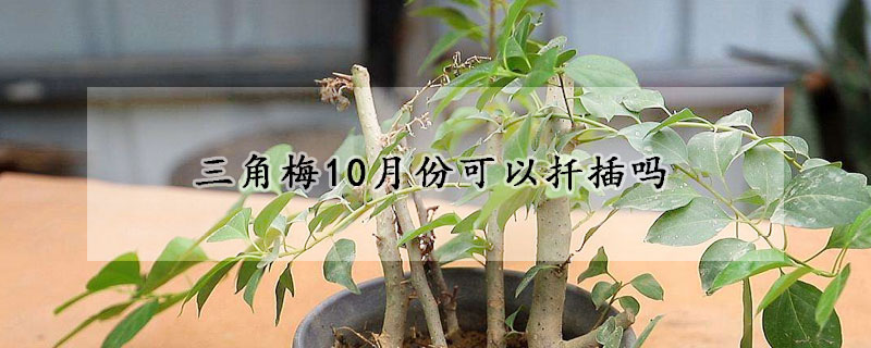 三角梅10月份可以扡插嗎