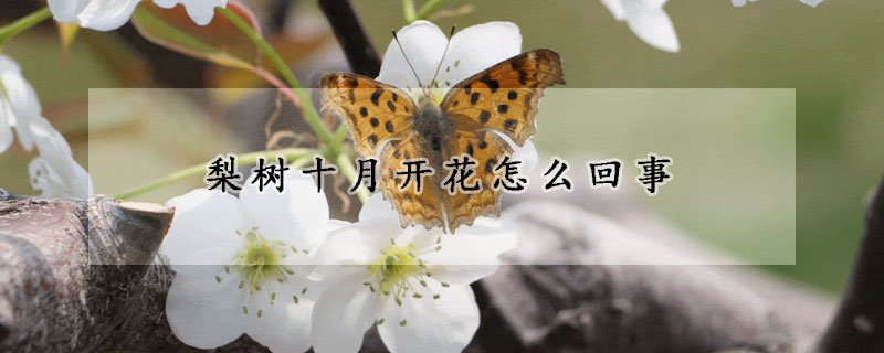 梨樹十月開花怎麼回事