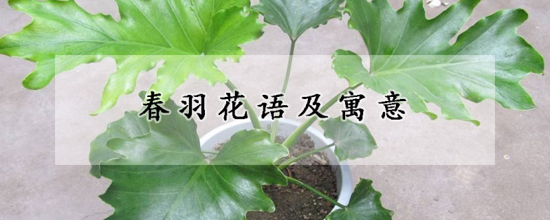 春羽花語及寓意