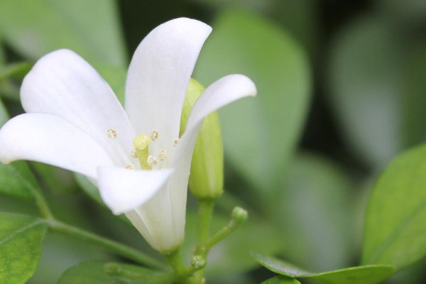 九裏香花適合在室內養嗎