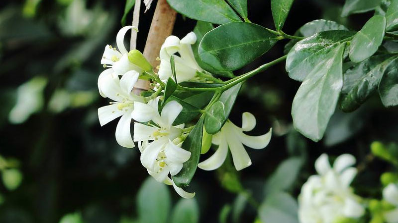 九裏香花適合在室內養嗎