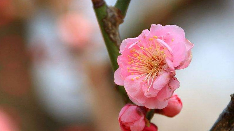 梅花養殖方法與技巧