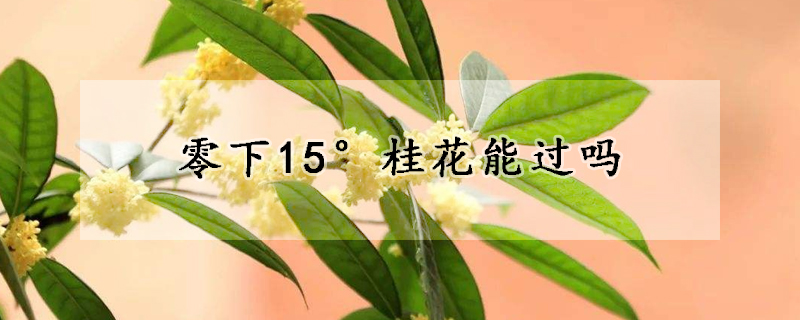 零下15°桂花能過嗎