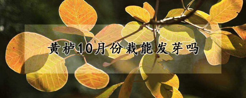 黃櫨10月份栽能發芽嗎