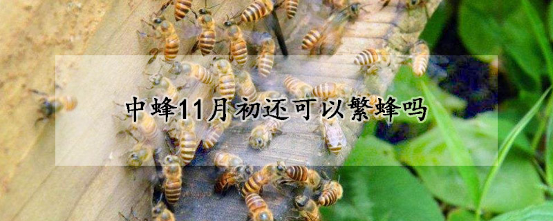 中蜂11月初還可以繁蜂嗎