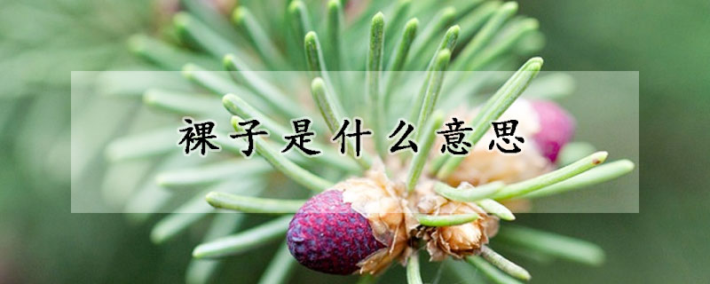 裸子是什麼意思