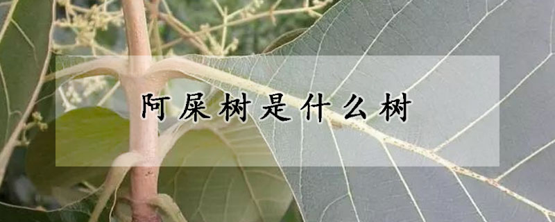 阿屎樹是什麼樹