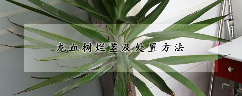 龍血樹爛莖及處置方法