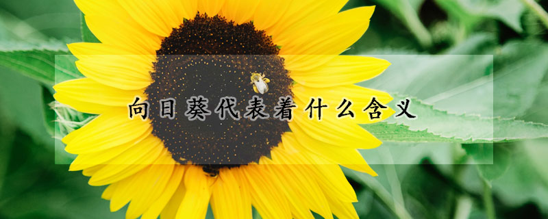 向日葵代表著什麼含義