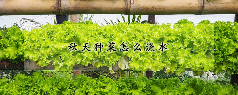 秋天種菜怎麼澆水