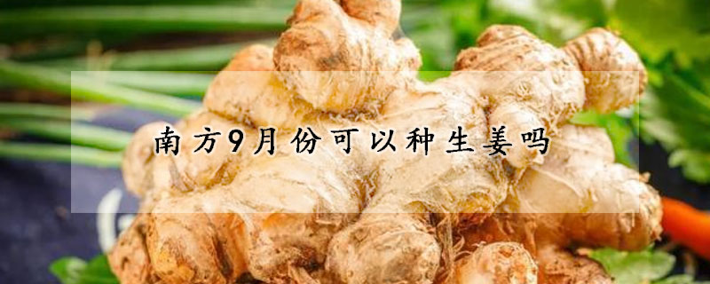 南方9月份可以種生薑嗎