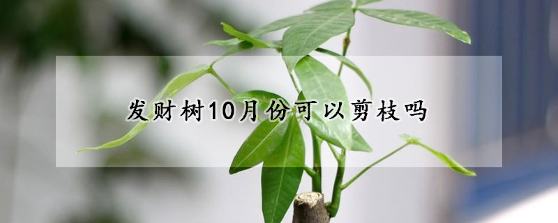 發財樹10月份可以剪枝嗎