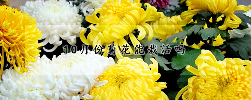 10月份菊花能栽活嗎