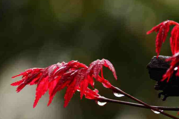 紅楓盆栽的養殖方法和注意事項