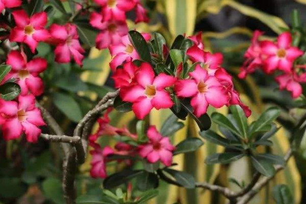 沙漠玫瑰怎麼養才開花