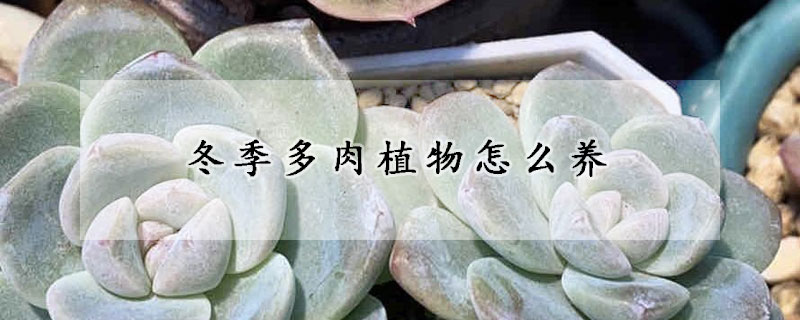 冬季多肉植物怎麼養