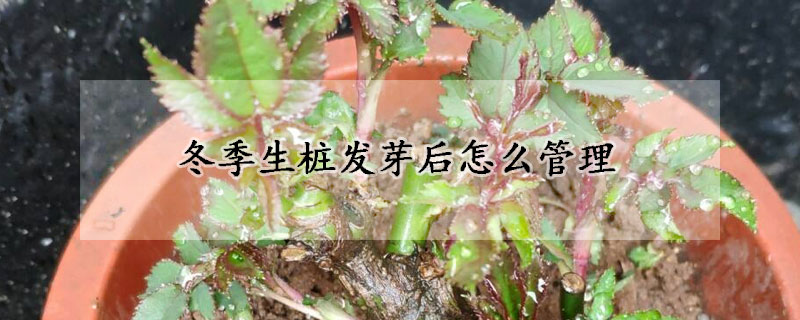 冬季生樁發芽後怎麼管理