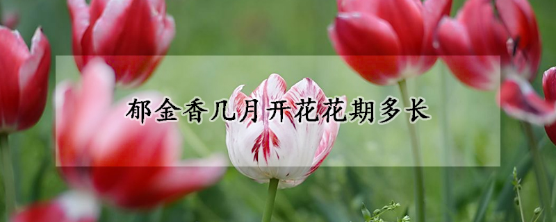 鬱金香幾月開花花期多長