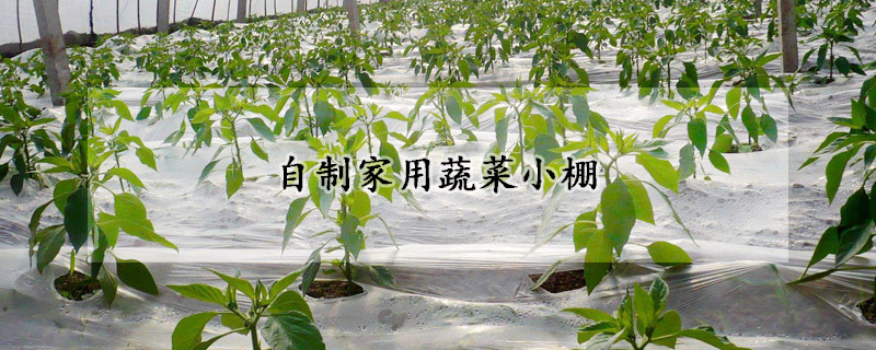 自製家用蔬菜小棚