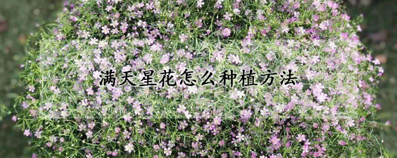 滿天星花怎麼種植方法