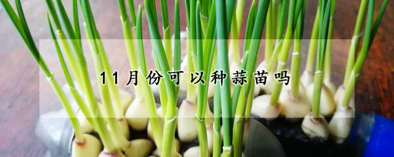 11月份可以種蒜苗嗎