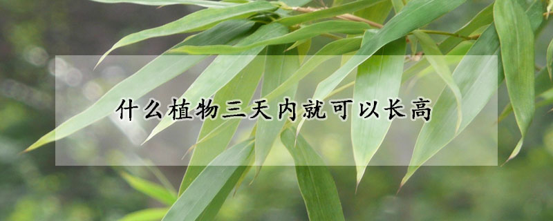 什麼植物三天內就可以長高