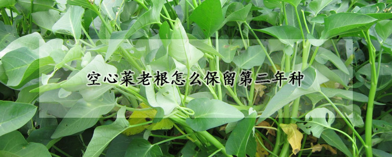 空心菜老根怎麼保留第二年種