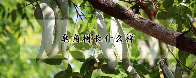 皂角樹長什麼樣