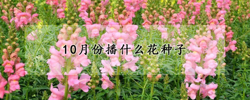 10月份播什麼花種子