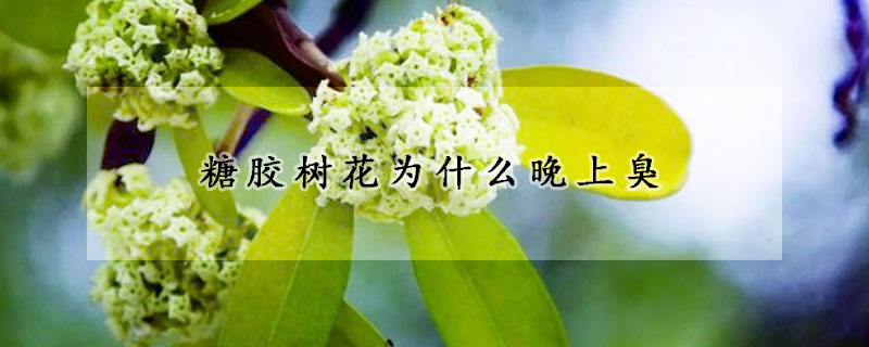 糖膠樹花為什麼晚上臭