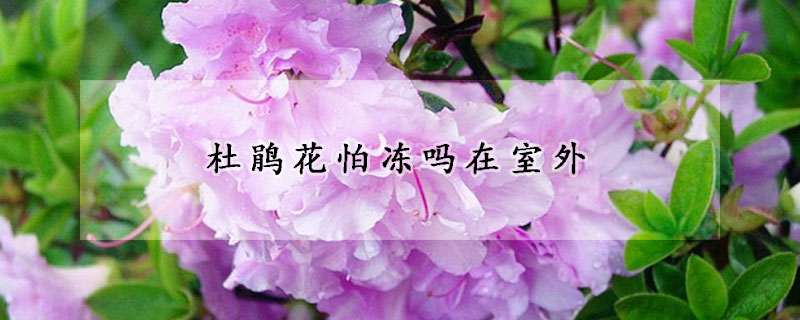 杜鵑花怕凍嗎在室外