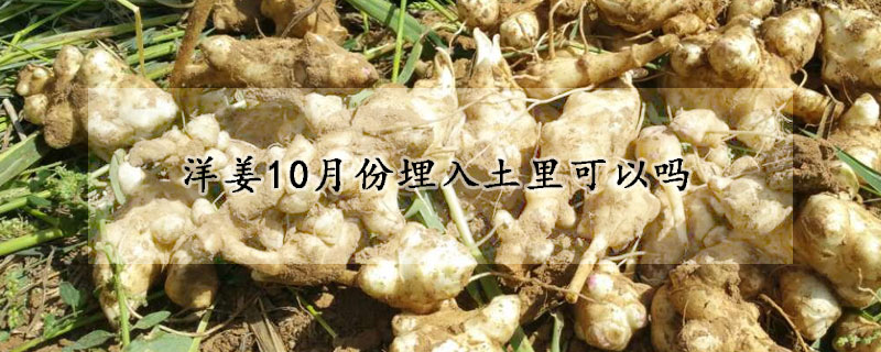 洋薑10月份埋入土裏可以嗎