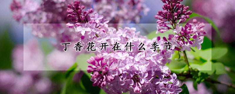 丁香花開在什麼季節