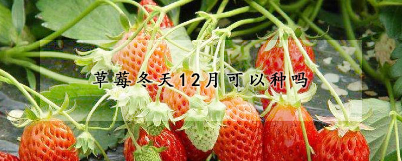 草莓冬天12月可以種嗎