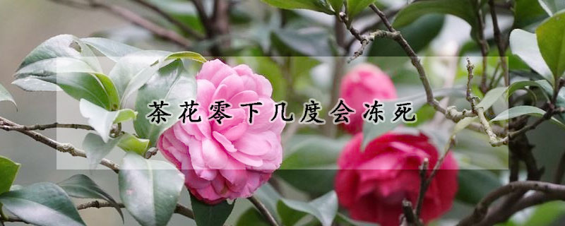 茶花零下幾度會凍死