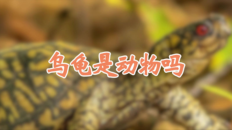 烏龜是動物嗎