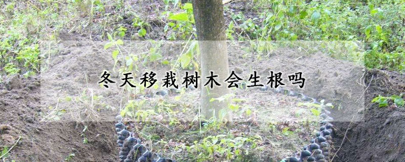 冬天移栽樹木會生根嗎