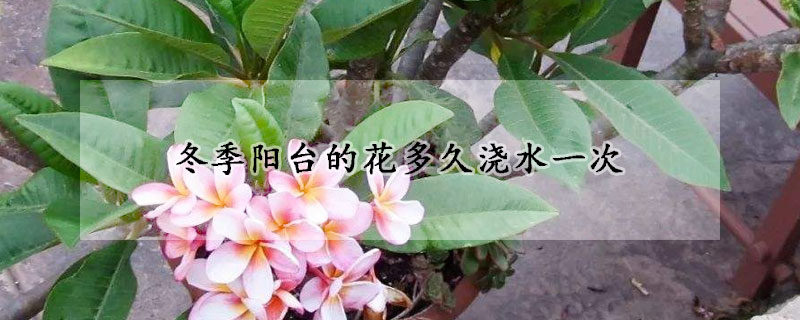 冬季陽台的花多久澆水一次