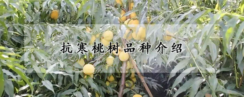 抗寒桃樹品種介紹