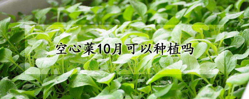 空心菜10月可以種植嗎