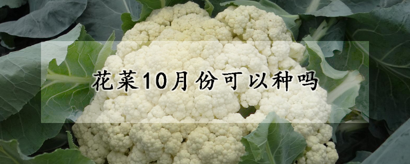 花菜10月份可以種嗎