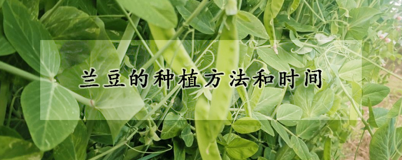 蘭豆的種植方法和時間