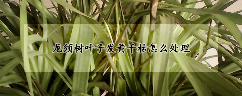 龍須樹葉子發黃幹枯怎麼處理