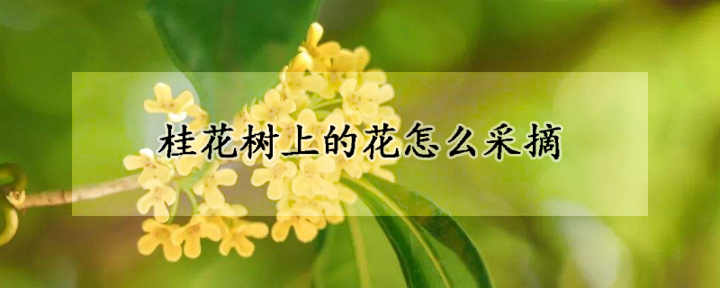 桂花樹上的花怎麼采摘