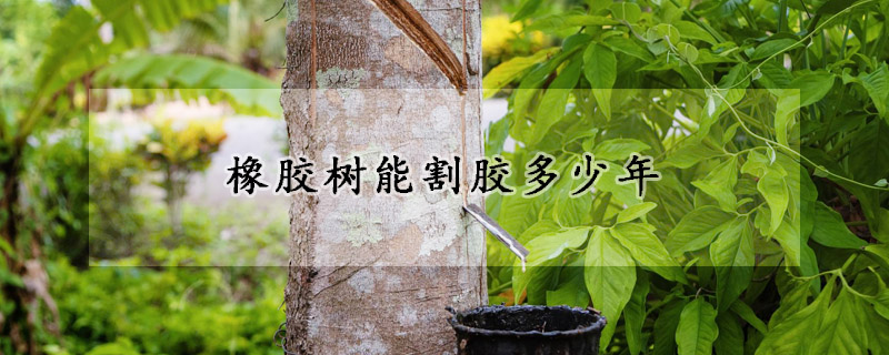 橡膠樹能割膠多少年