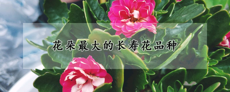 花朵最大的長壽花品種