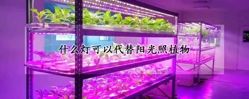 什麼燈可以代替陽光照植物