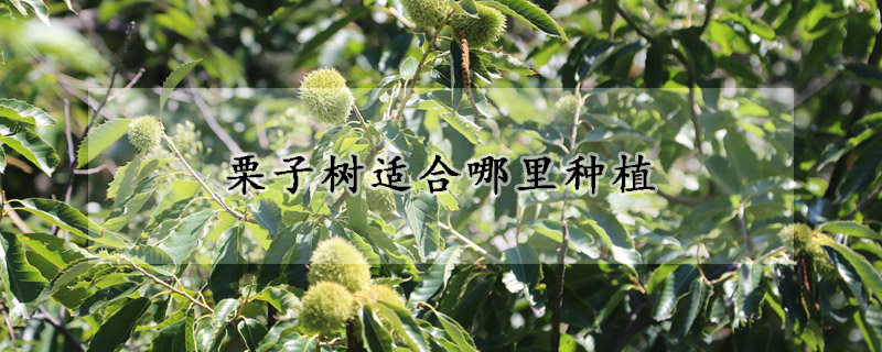 栗子樹適合哪裏種植