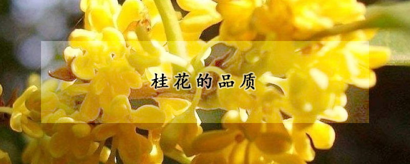 桂花的品質